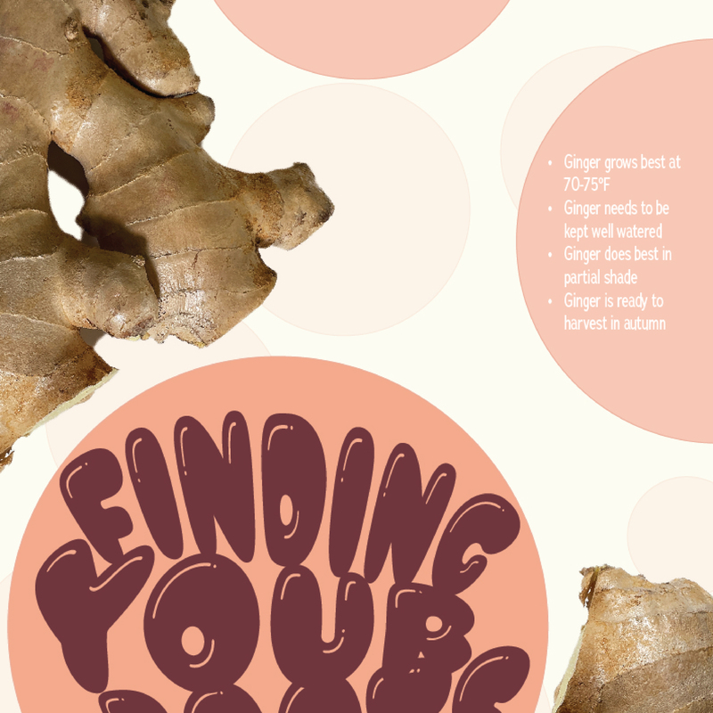 3 of 3 
Ginger poster series, final project
(Ginger photos taken by me)